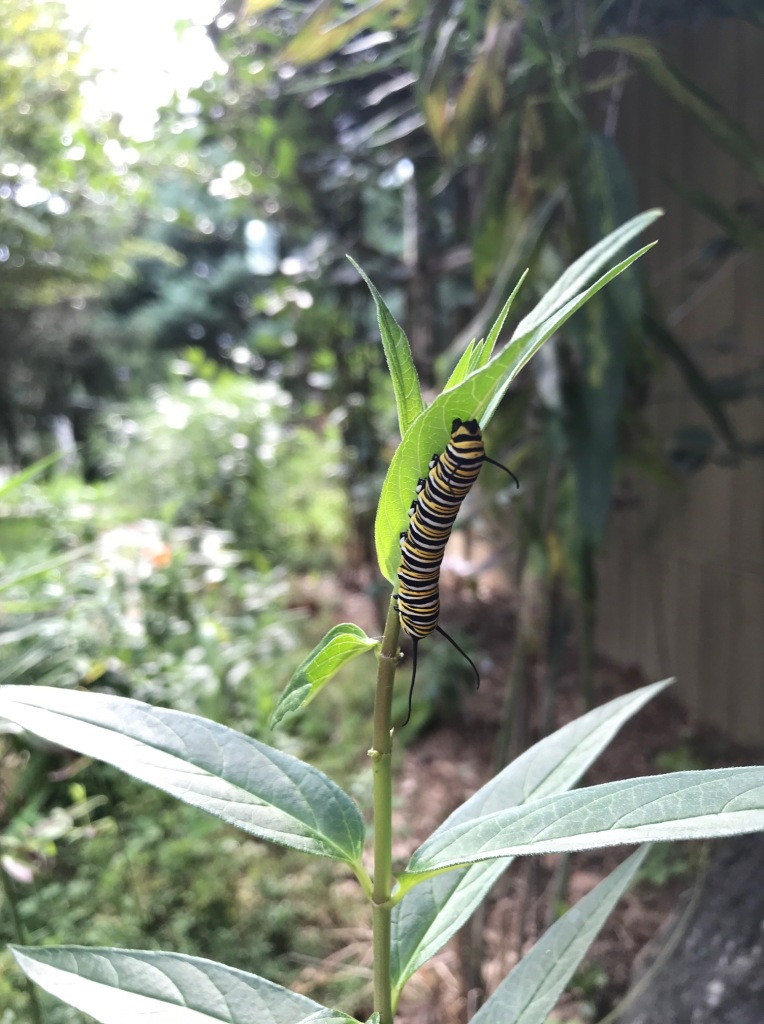 A chunky black, white, and yellow striped monarch caterpillar hangs out on the underside of a long, thin green monarch leaf.